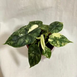 Alocasia ‘Dragon Scale’ variegata alocasia Dragon Scale variegata, Panašovaná alocasia, Panašovaná alocasia dragon scale