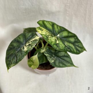 Alocasia ‘Dragon Scale’ variegata alocasia Dragon Scale variegata, Panašovaná alocasia, Panašovaná alocasia dragon scale