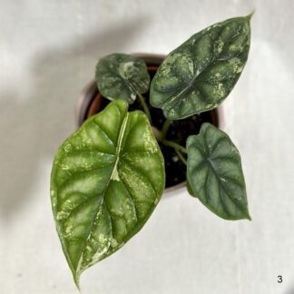 Alocasia ‘Dragon Scale’ variegata alocasia Dragon Scale variegata, Panašovaná alocasia, Panašovaná alocasia dragon scale