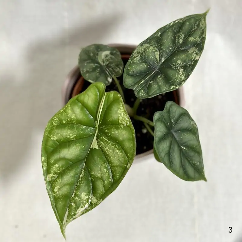 Alocasia ‘Dragon Scale’ variegata alocasia Dragon Scale variegata, Panašovaná alocasia, Panašovaná alocasia dragon scale