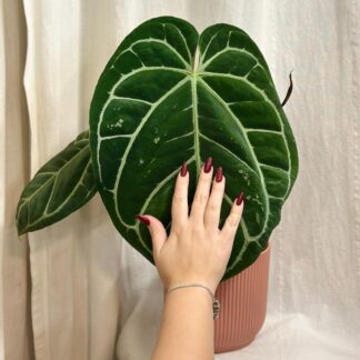 Anthurium crystallinum