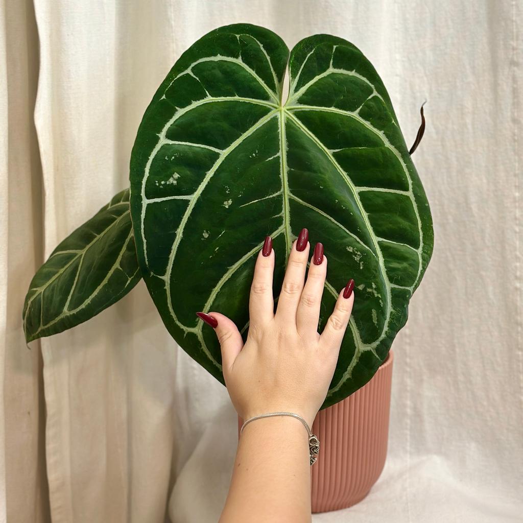 Anthurium crystallinum maxi Anthurium crystallinum
