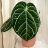 Anthurium crystallinum maxi Anthurium crystallinum