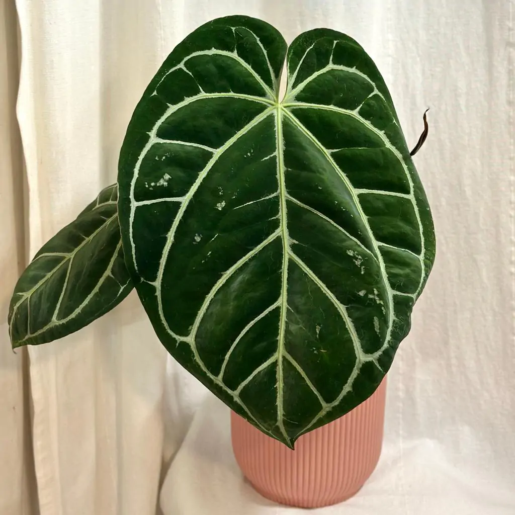 Anthurium crystallinum maxi Anthurium crystallinum