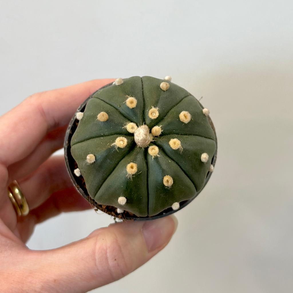 Kaktus Astrophytum asterias Kaktus Astrophytum asterias
