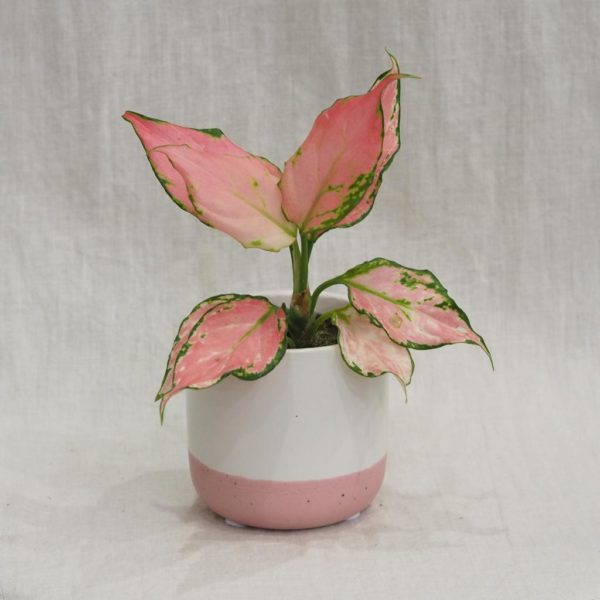 bílý keramický crepník s růžovým lemem malý květináč aglaonema růžová pokojová rostlina