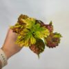 Coleus blumei ‘Combat’ malý coleus blumei Combat barevna pokojovka africka kopriva