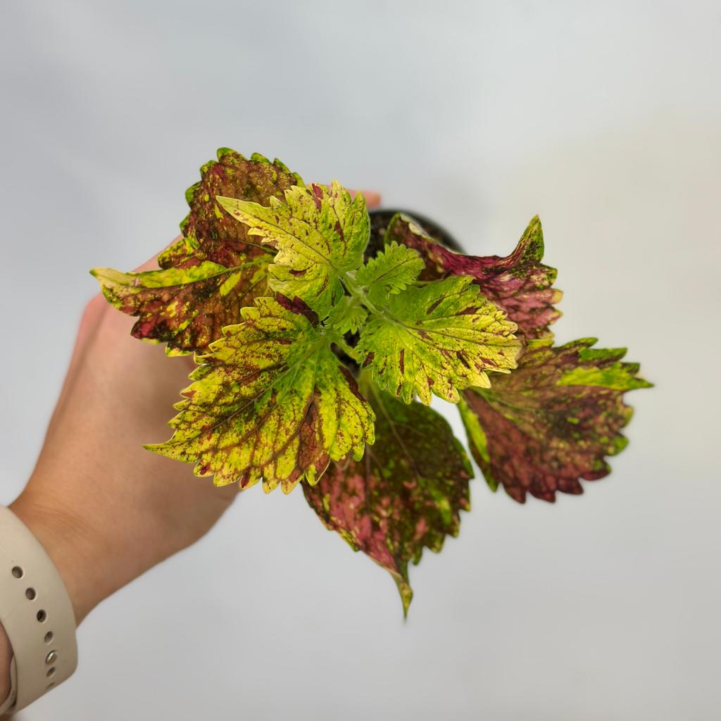 Coleus blumei ‘Combat’ malý coleus blumei Combat barevna pokojovka africka kopriva