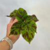 Coleus blumei ‘Tiger’ malý coleus blumei Tiger africka kopriva barevna pokojovka