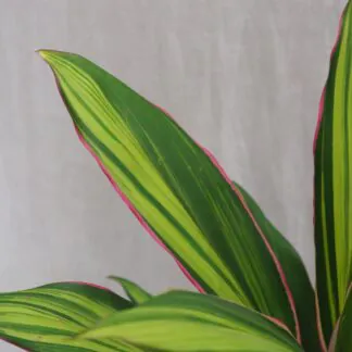 cordyline fruticosa kiwi zajimava pokojová rostlina zelena ruzova