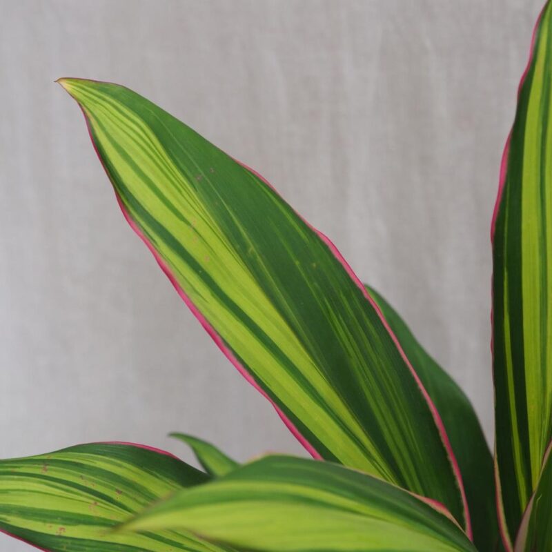 cordyline fruticosa kiwi zajimava pokojová rostlina zelena ruzova