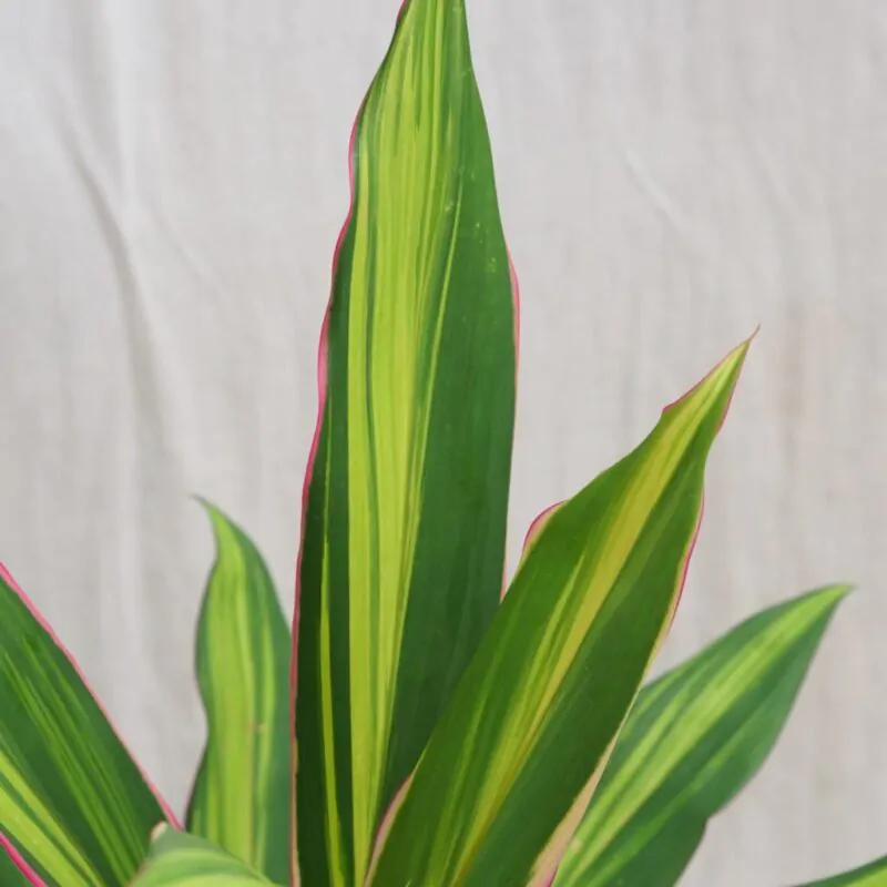 cordyline fruticosa kiwi zajimava pokojová rostlina zelena ruzova