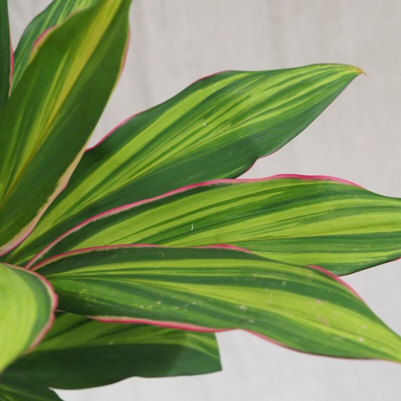 cordyline fruticosa kiwi zajimava pokojová rostlina zelena ruzova