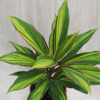 cordyline fruticosa kiwi zajimava pokojová rostlina zelena ruzova