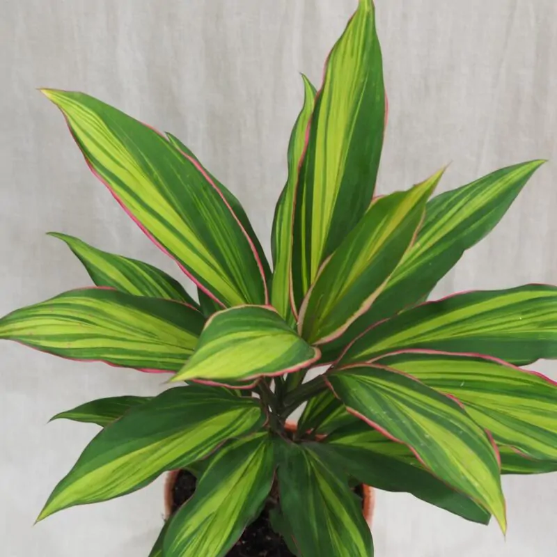 cordyline fruticosa kiwi zajimava pokojová rostlina zelena ruzova