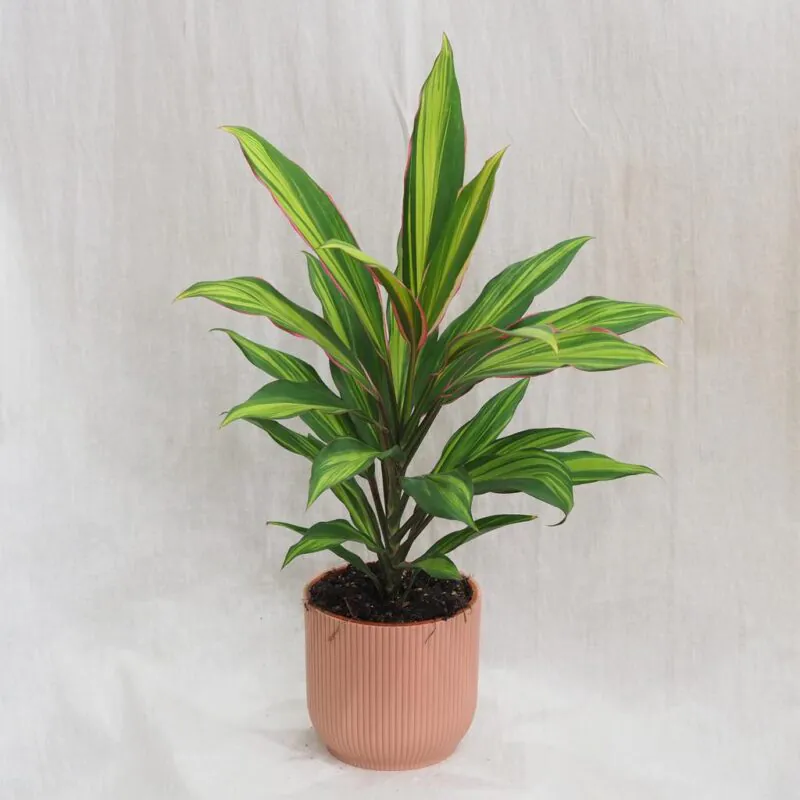 cordyline fruticosa kiwi zajimava pokojová rostlina zelena ruzova