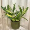 Epipremnum amplissimum ‘Variegata’ maxi Epipremnum amplissimum Variegata pothos raritni pokojovka