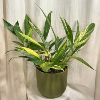 Pokojové rostliny, řasokoule a příslušenství Epipremnum amplissimum Variegata pothos raritni pokojovka
