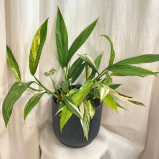 Epipremnum amplissimum ‘Variegata’ maxi Epipremnum amplissimum Variegata pothos raritni pokojovka