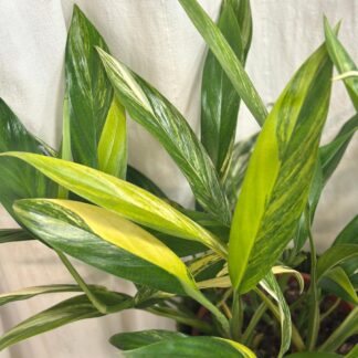 Epipremnum amplissimum ‘Variegata’ maxi Epipremnum amplissimum Variegata pothos raritni pokojovka