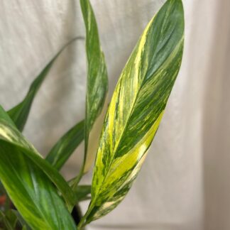 Epipremnum amplissimum ‘Variegata’ maxi Epipremnum amplissimum Variegata pothos raritni pokojovka
