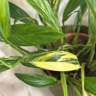 Epipremnum amplissimum ‘Variegata’ maxi Epipremnum amplissimum Variegata pothos raritni pokojovka