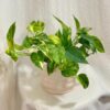 Epipremnum pinnatum ‘Golden Flame’ Epipremnum pinnatum Golden Flame pokojovka