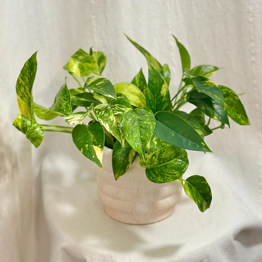 Epipremnum pinnatum ‘Golden Flame’ Epipremnum pinnatum Golden Flame pokojovka