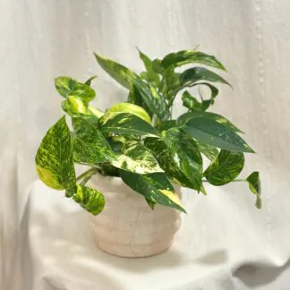 Epipremnum pinnatum ‘Golden Flame’ Epipremnum pinnatum Golden Flame pokojovka