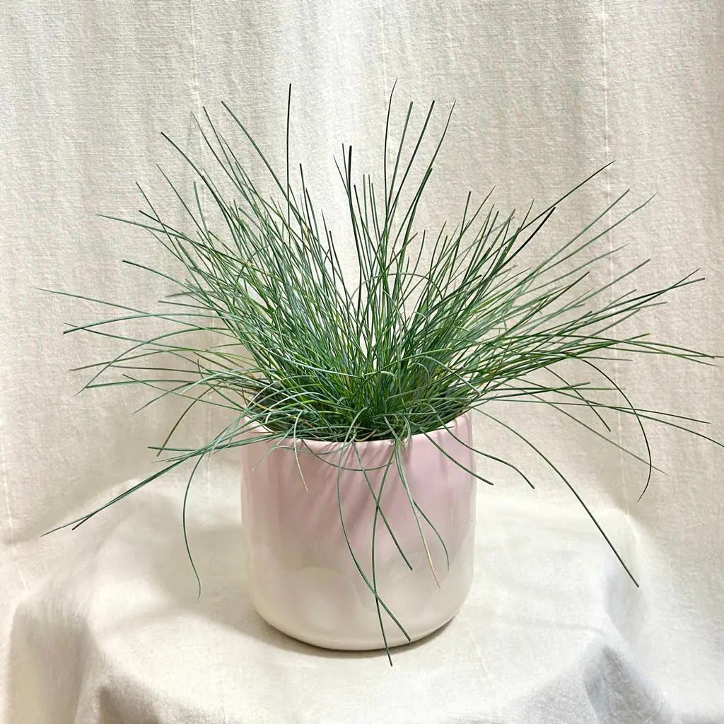 Kostřava sivá / Festuca glauca ‘Compacta Blue’ Kostřava Festuca glauca Compacta Blue trava exterierova