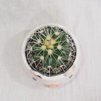 Kaktus Echinocactus grusonii kaktus