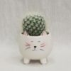 kaktus kaktus crepnik kočka kočka zvířátko