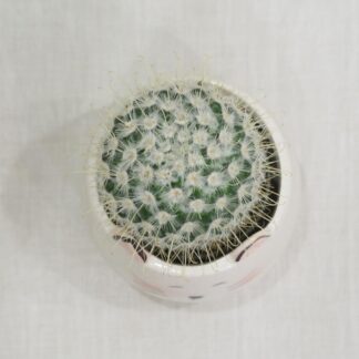 Kaktus Mammillaria geminispina kaktus