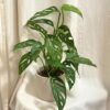 Monstera adansonii var laniata Monstera adansonii var laniata popinava pokojovka derave listy