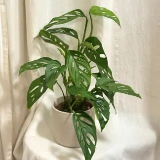 Monstera adansonii var laniata popinava pokojovka derave listy