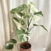 Monstera deliciosa ‘Albo-Variegata’ velká monstera deliciosa albo variegata bílá raritni pokojovka