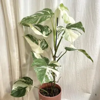 Monstery: Péče, množení, tipy monstera deliciosa albo variegata bílá raritni pokojovka