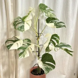 monstera deliciosa albo variegata bílá raritni pokojovka