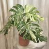 monstera deliciosa albo variegata bílá raritni pokojovka