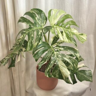 monstera deliciosa albo variegata bílá raritni pokojovka