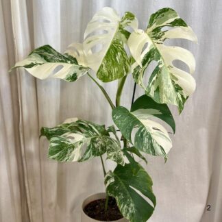 monstera deliciosa albo variegata bílá raritni pokojovka