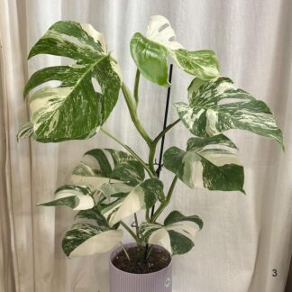 monstera deliciosa albo variegata bílá raritni pokojovka