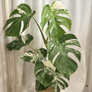 monstera deliciosa albo variegata bílá raritni pokojovka