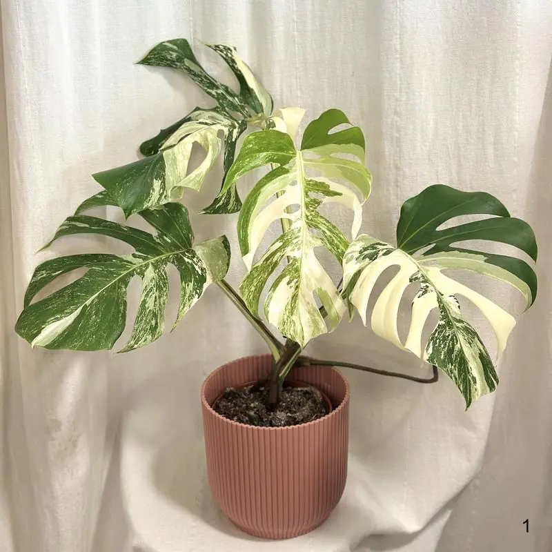zuckerwasser monstera Monstera Deliciosa Gewebekultur – HappiestPlants