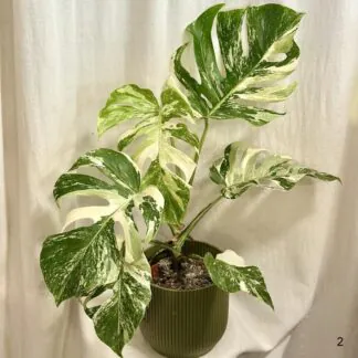 Monstera deliciosa ‘Albo-Variegata’ velká monstera deliciosa albo variegata bílá raritni pokojovka