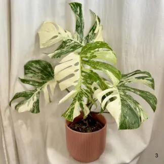Monstera deliciosa ‘Albo-Variegata’ velká monstera deliciosa albo variegata bílá raritni pokojovka