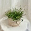 Muehlenbeckia complexa ‘Maori’ Muehlenbeckia complexa ‘Maori’