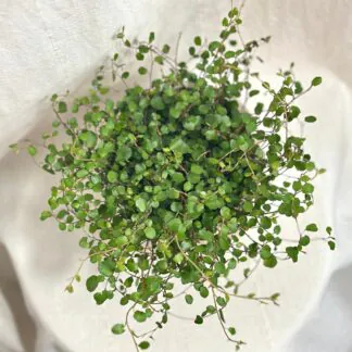 Muehlenbeckia complexa ‘Maori’ Muehlenbeckia complexa ‘Maori’