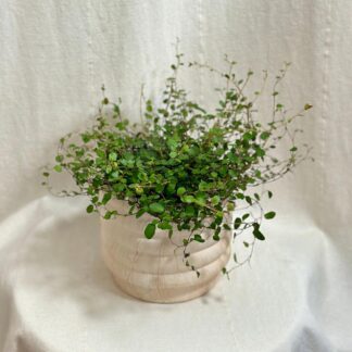 Muehlenbeckia complexa ‘Maori’