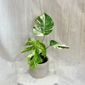 Monstera deliciosa ‘Albo-Variegata’ velká monstera deliciosa nebo variegata panasovaná monstera bílá vzácná pokojová rostlina